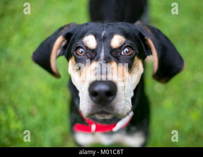 Nahaufnahme eines Black and tan Hound gemischte Rasse Hund mit schlappohren Stockfoto