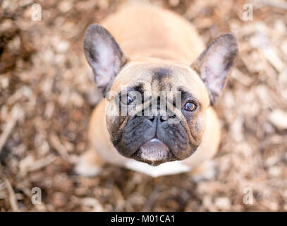 Ein süßes Rehkitz farbige Französische Bulldogge Stockfoto