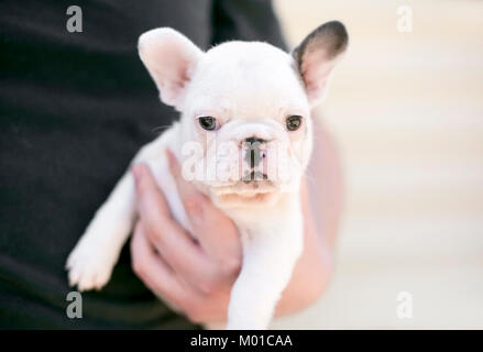 Mann hält eine liebenswerte Französische Bulldogge Welpen Stockfoto