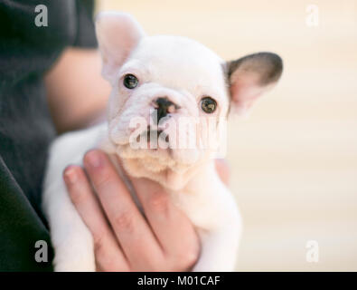 Mann hält eine liebenswerte Französische Bulldogge Welpen Stockfoto