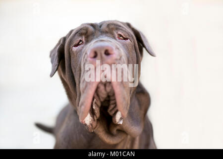 Ein neapolitanischer Mastiff Hund Stockfoto