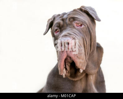 Ein neapolitanischer Mastiff Hund Stockfoto