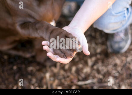 Großer Hund Pfote und menschliche Hand Stockfoto