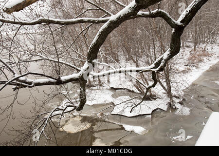 Gefrorene Susquehanna RIver Banken in Harrisburg, PA auf verschneiten Wintertag durch schneebedeckten Ästen. Stockfoto