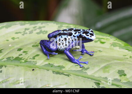 Eine hübsche kobalt blau gefärbten Poison dart Frog sitzt auf einer Pflanze Blatt in den Gärten. Stockfoto