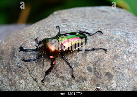 Eine glänzende Rainbow Hirschkäfer posiert für ein Porträt in den Gärten. Stockfoto