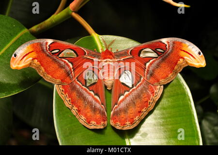 Die weltgrösste Motte der Atlas moth sitzt auf einem gummibaum Blatt in den Gärten. Stockfoto