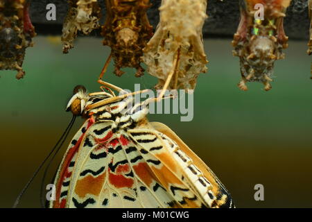 Eine florfliege Schmetterling ergibt sich aus seinem Kokon einen neuen Lebenszyklus in den Gärten zu starten. Stockfoto