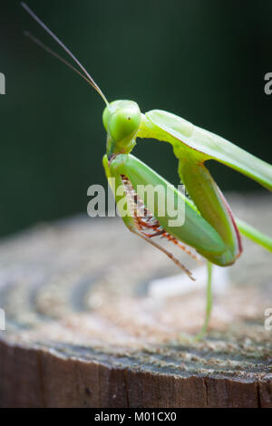 Giant Rainforest Mantid (Hierodula Majuscula) juvenile seine Beine Reinigung. Cow Bay. Daintree National Park. Queensland. Australien. Stockfoto