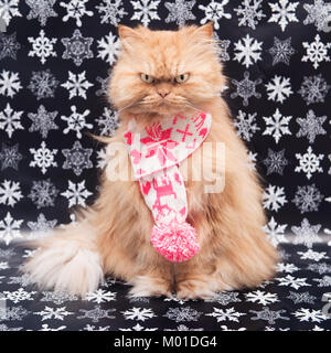 Orange Persischen Katze mit strickschal Stockfoto