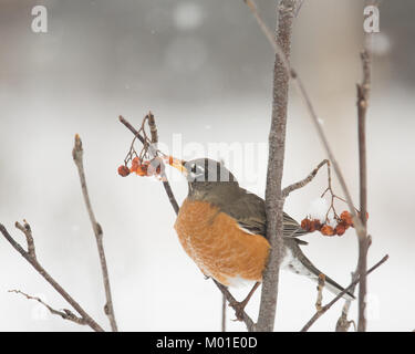 Eine amerikanische Robin, Turdus migratorius, Fütterung auf amerikanische Mountain-Ash, Sorbus Americana, Beeren in den Adirondacks, NY in einem Schneesturm. Stockfoto