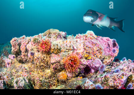 Eine rote Rose Anemone auf einem Riff in der südlichen Kalifornien Kanalinseln thront zieht eine große Sheephead gamefish Stockfoto