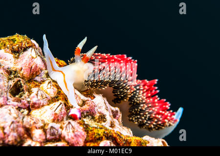 Ein Unterwasser-Schnecke namens Hilton aeolid kriecht auf einem Riff in der Kalifornischen Channel Islands Stockfoto