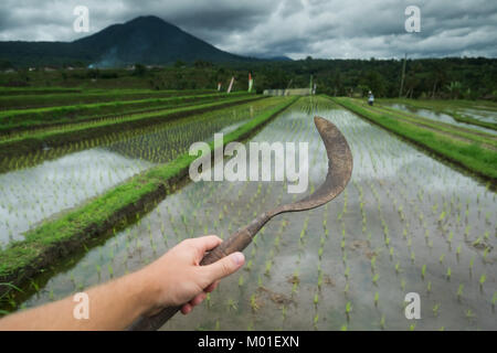 Ein Mann mit einer Sichel für die Ernte von Reis Reis auf einer Terrasse. Stockfoto