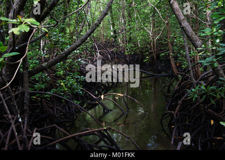 Mangrovenwälder in den Jozani Chwaka Bay National Park, Sansibar, Tansania Stockfoto