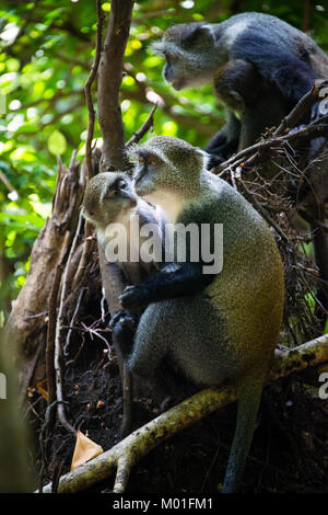 Familie von grauen Affen, Jozani Forest National Park, Insel Sansibar, Tansania Stockfoto