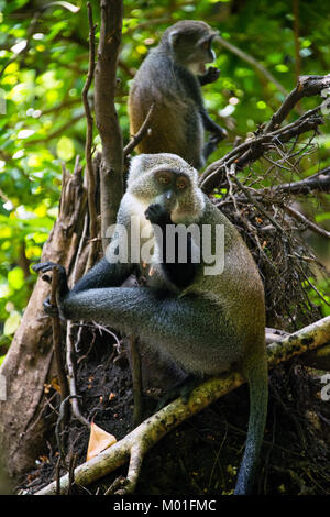 Familie von grauen Affen, Jozani Forest National Park, Insel Sansibar, Tansania Stockfoto