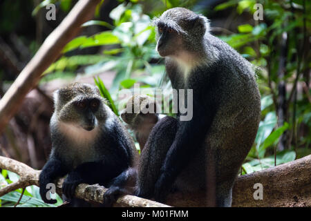 Familie von grauen Affen, Jozani Forest National Park, Insel Sansibar, Tansania Stockfoto