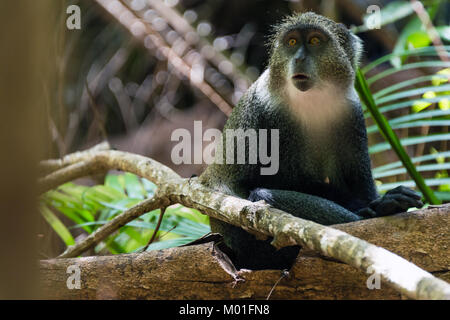 Grauer Affe, Jozani Forest, Sansibar Stockfoto