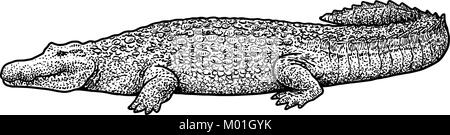 Krokodil-Illustration, Zeichnung, Gravur, Tinte, Strichzeichnungen, Vektor Stock Vektor