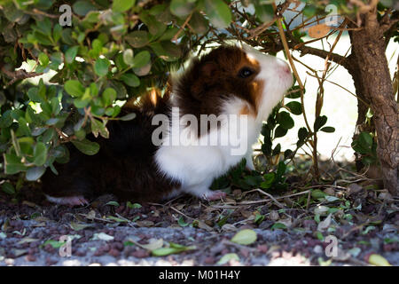 Meerschweinchen essen Blätter in der Wildnis Stockfoto