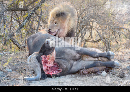 Männliche Löwe (Panthera leo) Essen aus Kaffernbüffel (Syncerus caffer Caffer) töten, Mountain Zebra National Park, Südafrika. Stockfoto