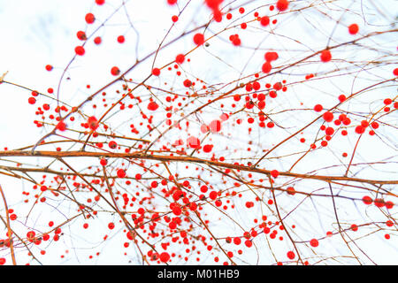 Winter rote Beeren im Schnee Stockfoto