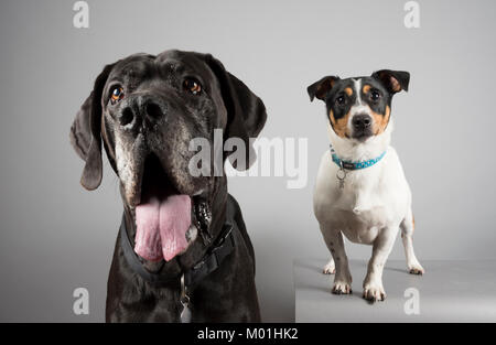 Jack Russell Terrier und Great Dane. Doppelte Probleme! Doggy Friends in Großbritannien Stockfoto