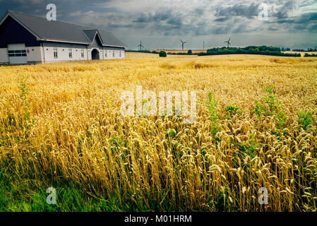 Weizenfeld Dänemark Stockfoto