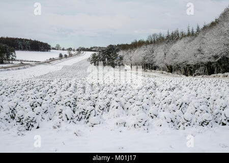 Schnee bedeckt Brussel sprout Pflanzen wachsen in einem Feld in der Landschaft von Cotswold. Cotswolds, Gloucestershire, England. Stockfoto