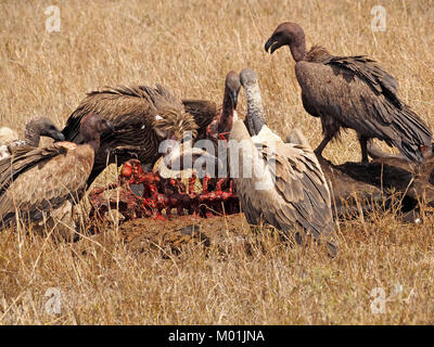 Gruppe von blutigen vorangegangen Weiß-backed Geier (Tylose in Africanus) & Ruppell's Gänsegeier (Tylose in rueppelli) in der Masai Mara Naturschutzgebieten mehr Ma Stockfoto