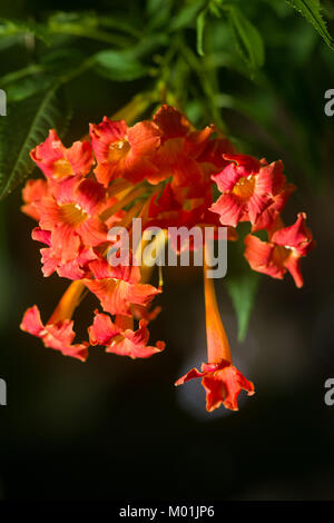 Orange Trompete Kriechgang oder Trompete Weinstock (Campsis radicans, Bignonia radicans, Tecoma radicans), Blumen und Blätter, Kenia, Ostafrika Stockfoto