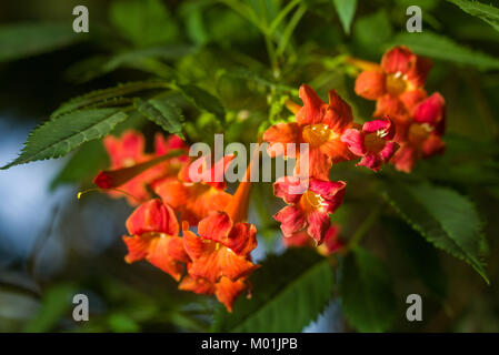 Orange Trompete Kriechgang oder Trompete Weinstock (Campsis radicans, Bignonia radicans, Tecoma radicans), Blumen und Blätter, Kenia, Ostafrika Stockfoto