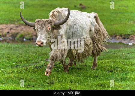 Yak mit Hörnern auf einer Weide, gorkhi-terelj Nationalpark, Mongolei Stockfoto