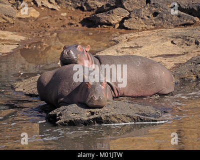 Zwei erwachsene Flusspferde (Hippopotamus amphibius), an den Ufern des Mara River Masai Mara Naturschutzgebieten, größere Mara, Kenia Aalen - eine scheinbare zu lächeln Stockfoto