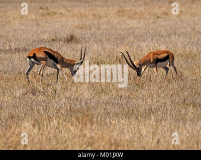 Zwei männliche Thomson Gazellen (Eudorcas Thomsonii) oder Tommies Sparring mit langen Hörnern auf den Wiesen der Masai Mara, Mara, größer. Kenia Stockfoto