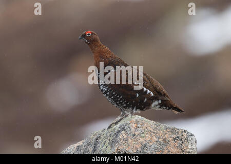 Moorschneehuhn auf Cairngorm Stockfoto
