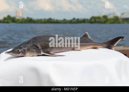 Grosse Stör am Ufer des Flusses Stockfoto