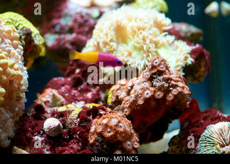 Royal dottyback (Pictichromis paccagnella) - bicolor Lila und Gelb Fisch und bispira Anemone hinter Stockfoto