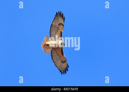 Eine Red Tailed Hawk fliegen in Oklahoma Stockfoto