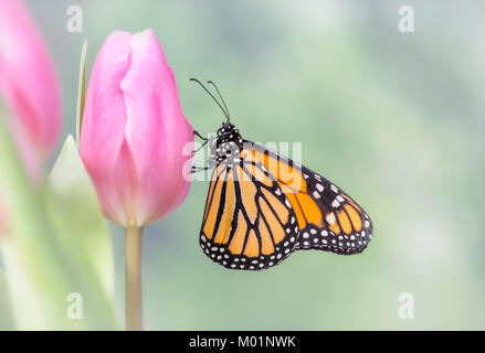 Monarchfalter Danaus Plexippus mit geschlossenen Flügeln, ruht auf einem rosa Tulpe mit einem weichen, grünen Hintergrund - Seitenansicht Stockfoto