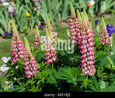 Rosa Lupine Blütenstände in einer Blume Garten des Schreiners Iris Garten. Salem, Oregon Stockfoto