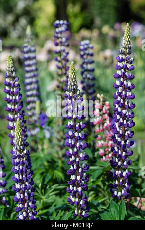 Blaue Lupine Blütenstände in einer Blume Garten des Schreiners Iris Garten. Salem, Oregon Stockfoto