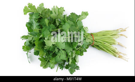 Frische organische Koriander in weißem Hintergrund Stockfoto