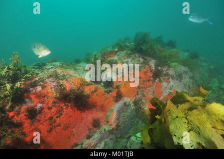 Boulder bedeckt mit bunten inkrustierende Schwämme und manteltiere mit spotty Lippfisch und junge Snapper schwimmen über es im trüben Wasser. Stockfoto