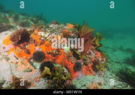 Rock auf sandigen Meeresgrund bedeckt mit bunten inkrustierende Schwämme und Manteltiere und kriechen Seeigel Evechinus chloroticus. Stockfoto