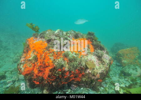 Große Boulder mit bunten inkrustierende Schwämme aber fehlende Vegetation auf der Unterseite in trüben Wasser bedeckt. Stockfoto