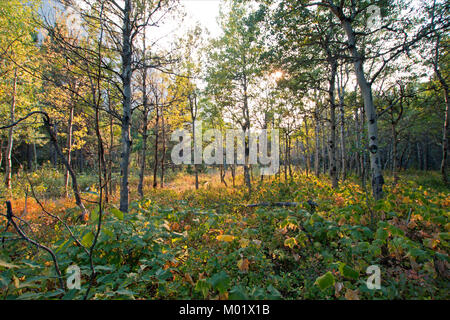 ASPEN TREE GROVE im Sonnenlicht AM SWIFTCURRENT WANDERWEG in der Nähe von FISHERCAP SEE IN DER VIELE GLETSCHER REGION DES GLACIER NATIONAL PARK IN MONTANA EINHEIT Stockfoto