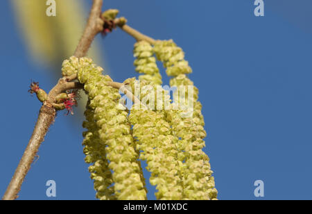 Männliche und weibliche Hazel Catkin. Stockfoto