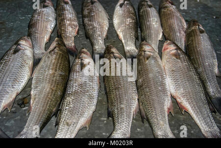 Cetinje, Montenegro - Süßwasserfische in der Skutarisee gefangen auf einem stand auf einem Fischmarkt Stockfoto